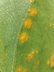 Puccinia oxalidis