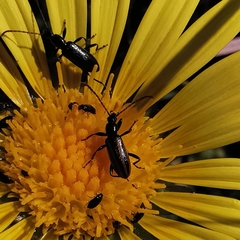 Neoeutrapela