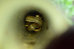Elaphe quadrivirgata
