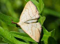 Polypogon tentacularia