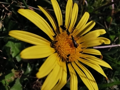 Neoeutrapela