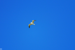 Larus fuscus