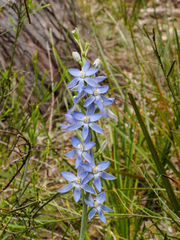 Thelymitra aristata