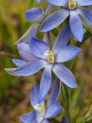 Thelymitra aristata