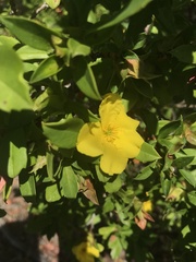 Hibbertia cuneiformis
