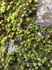 Encalypta streptocarpa