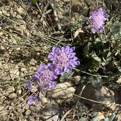 Scabiosa columbaria