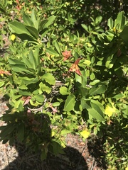 Hibbertia cuneiformis