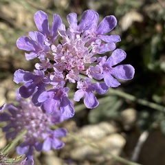Scabiosa columbaria