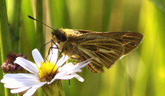 Panoquina panoquin