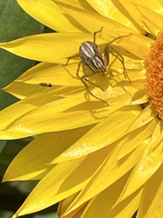 Oxyopes