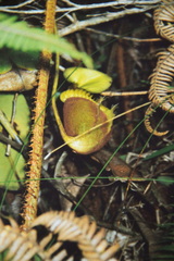 Nepenthes villosa
