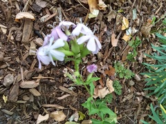 Saponaria officinalis