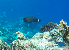Pseudodax moluccanus