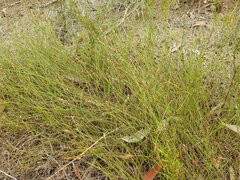 Sporadanthus interruptus