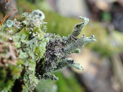 Cladonia cenotea