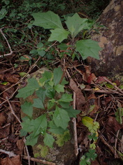 Gymnanthemum capense