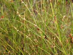 Sporadanthus interruptus