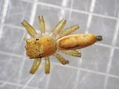 Cosmophasis lami