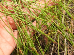 Sporadanthus interruptus