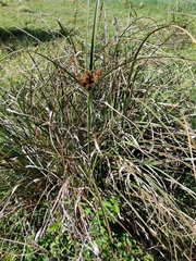 Cyperus thunbergii