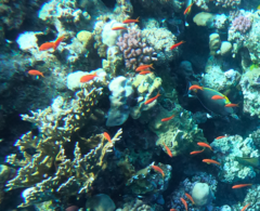 Pseudanthias squamipinnis