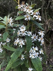 Olearia phlogopappa