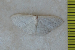 Scopula optivata