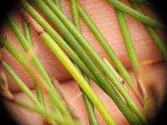 Sporadanthus interruptus