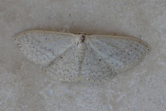 Scopula optivata
