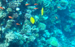 Chaetodon semilarvatus