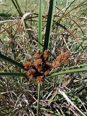 Cyperus thunbergii