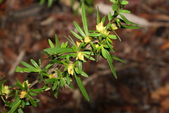 Hibbertia linearis