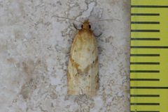 Clepsis divulsana
