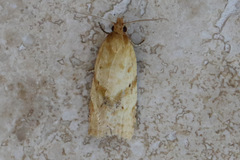 Clepsis divulsana