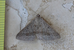 Isturgia penthearia