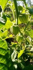 Physalis peruviana