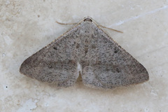 Isturgia penthearia