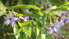 Billardiera cymosa