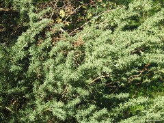 Adenocarpus hispanicus