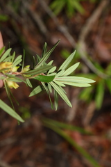 Hibbertia linearis
