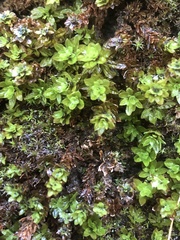 Encalypta streptocarpa