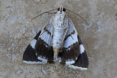Grammodes ocellata