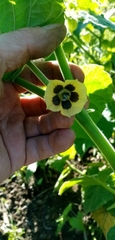 Physalis peruviana