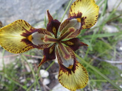 Moraea lurida