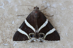 Grammodes ocellata