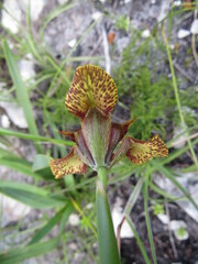 Moraea lurida