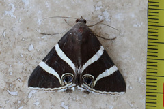 Grammodes ocellata