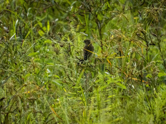 Saxicola stejnegeri