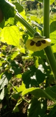 Physalis peruviana